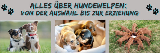 Alles über Hundewelpen: Von der Auswahl bis zur Erziehung