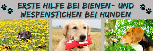 Erste Hilfe bei Bienen- und Wespenstichen bei Hunden