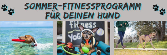 Sommer-Fitnessprogramm für deinen Hund