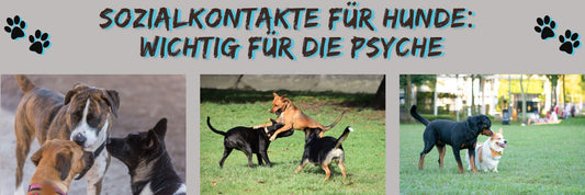 Sozialkontakte für Hunde: Wichtig für die Psyche