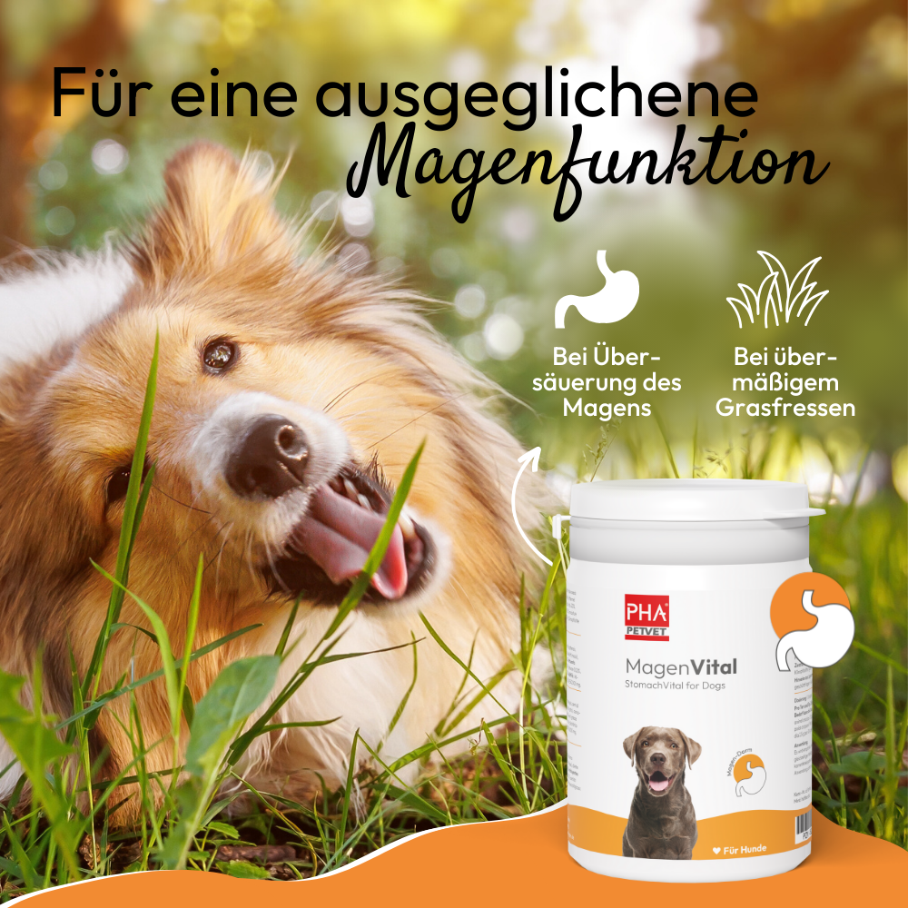 PHA MagenVital für Hunde, 200 g
