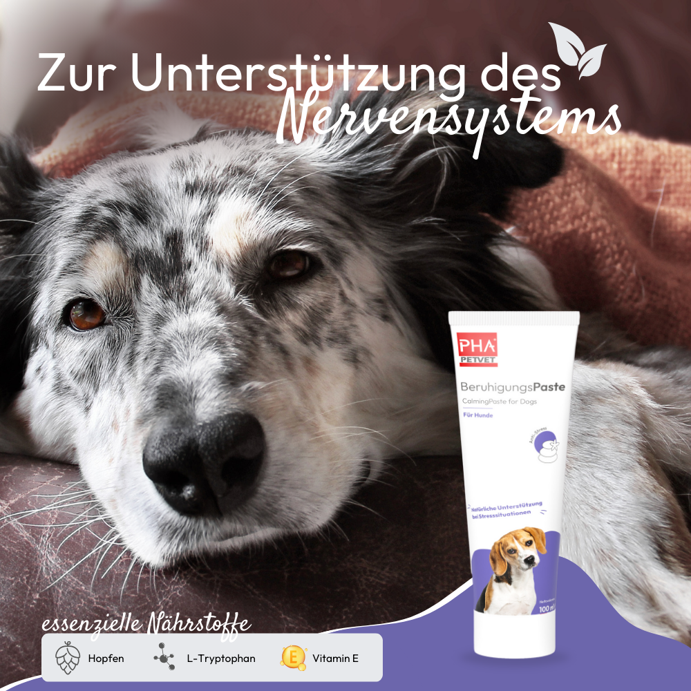 PHA BeruhigungsPaste für Hunde - 100 ml - 5 Stück