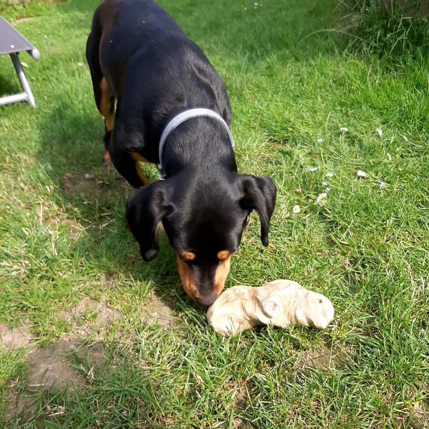 Kauwurzel aus Kaffeebaum