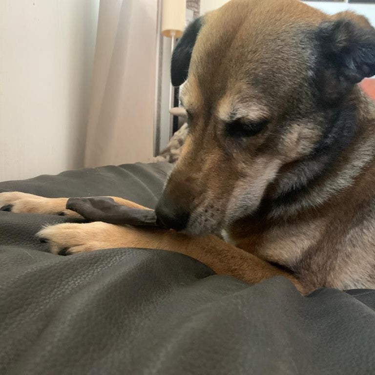 Hirsch-Haut, gerollt