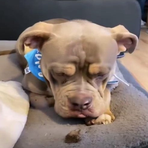 Hirsch-Lungen-Würfel