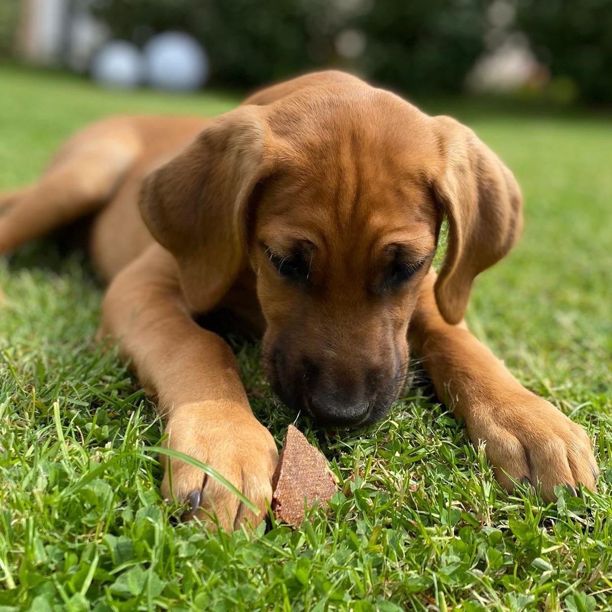 Hühner-Fleischstreifen