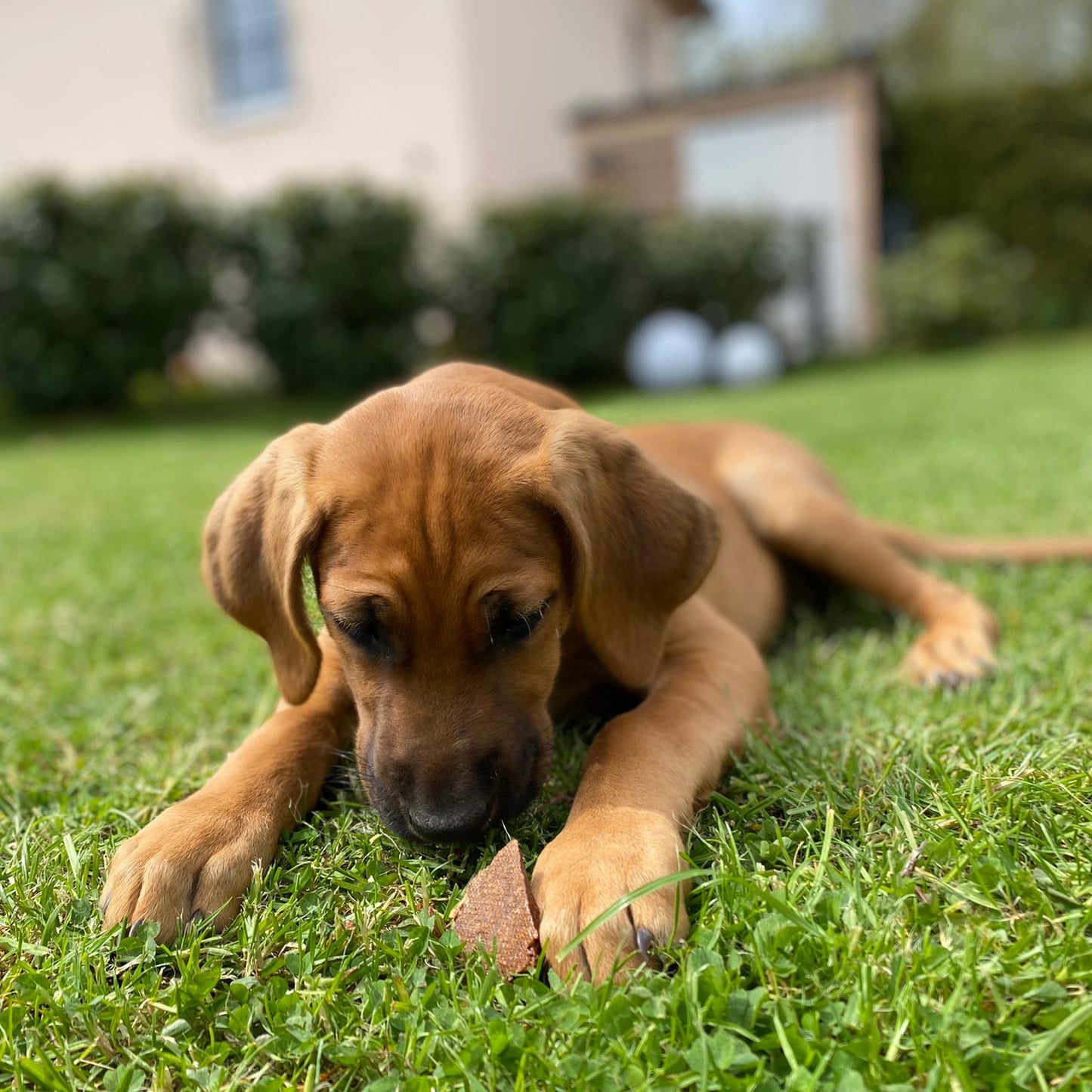 Hühner-Fleischstreifen