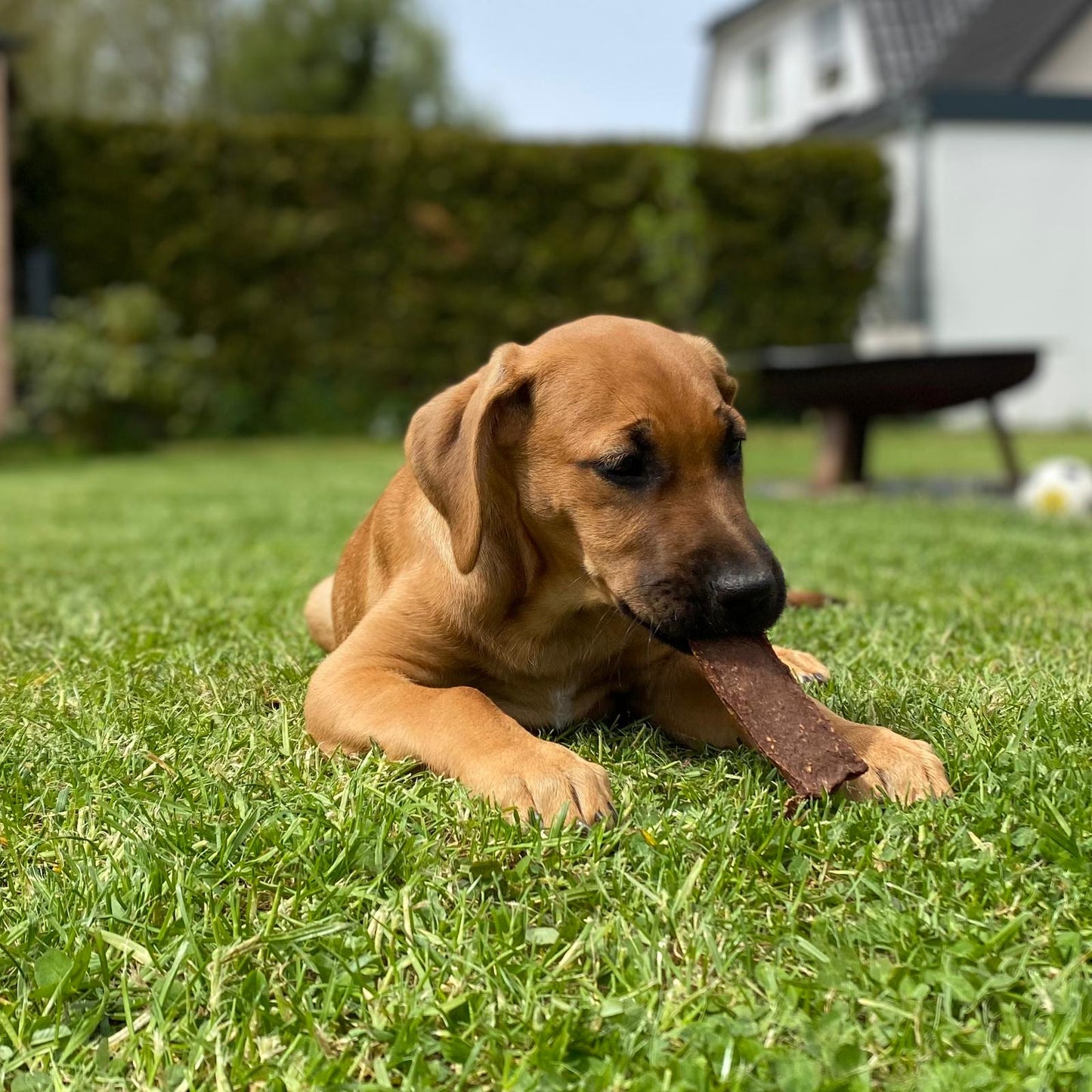 Hühner-Fleischstreifen