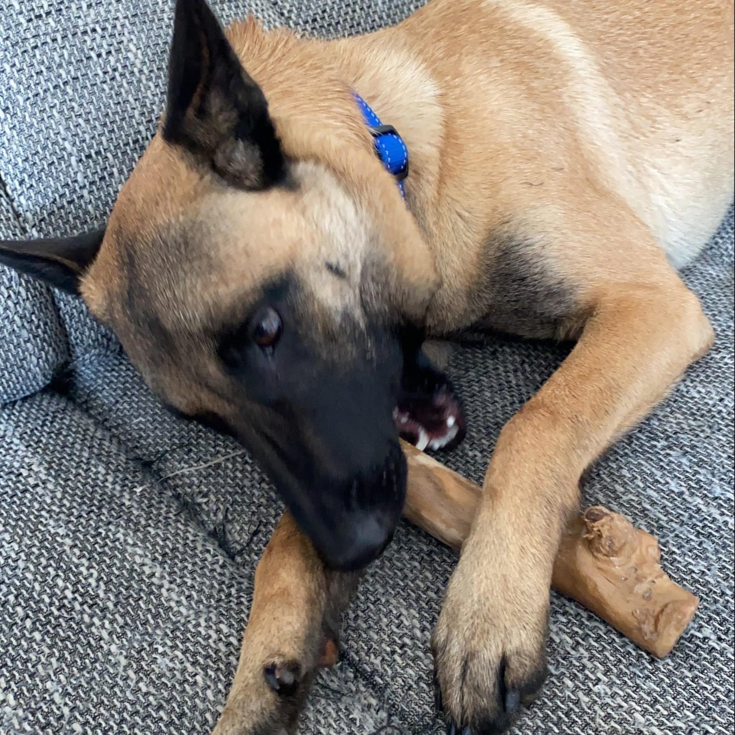 Hunde-Kaustab