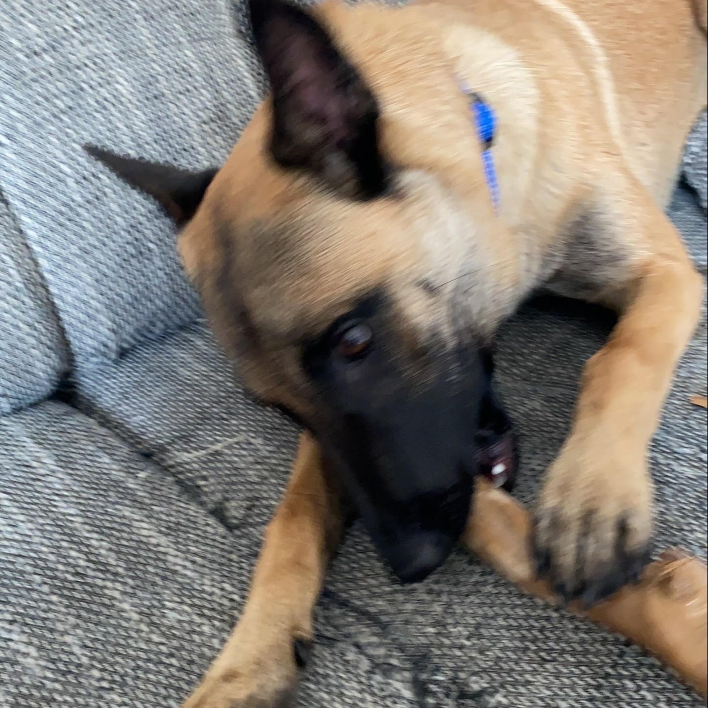 Hunde-Kaustab