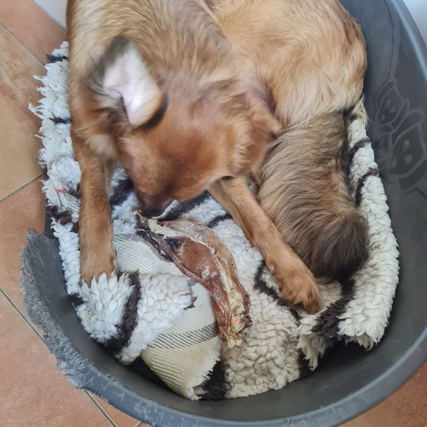 Rinder-Schulterblatt Maxi