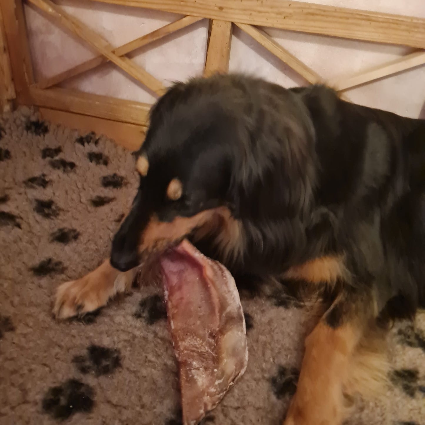 Rinder-Schulterblatt Maxi