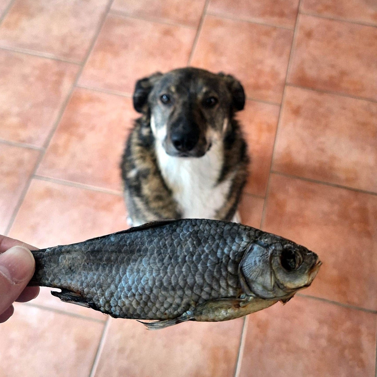 Karausche