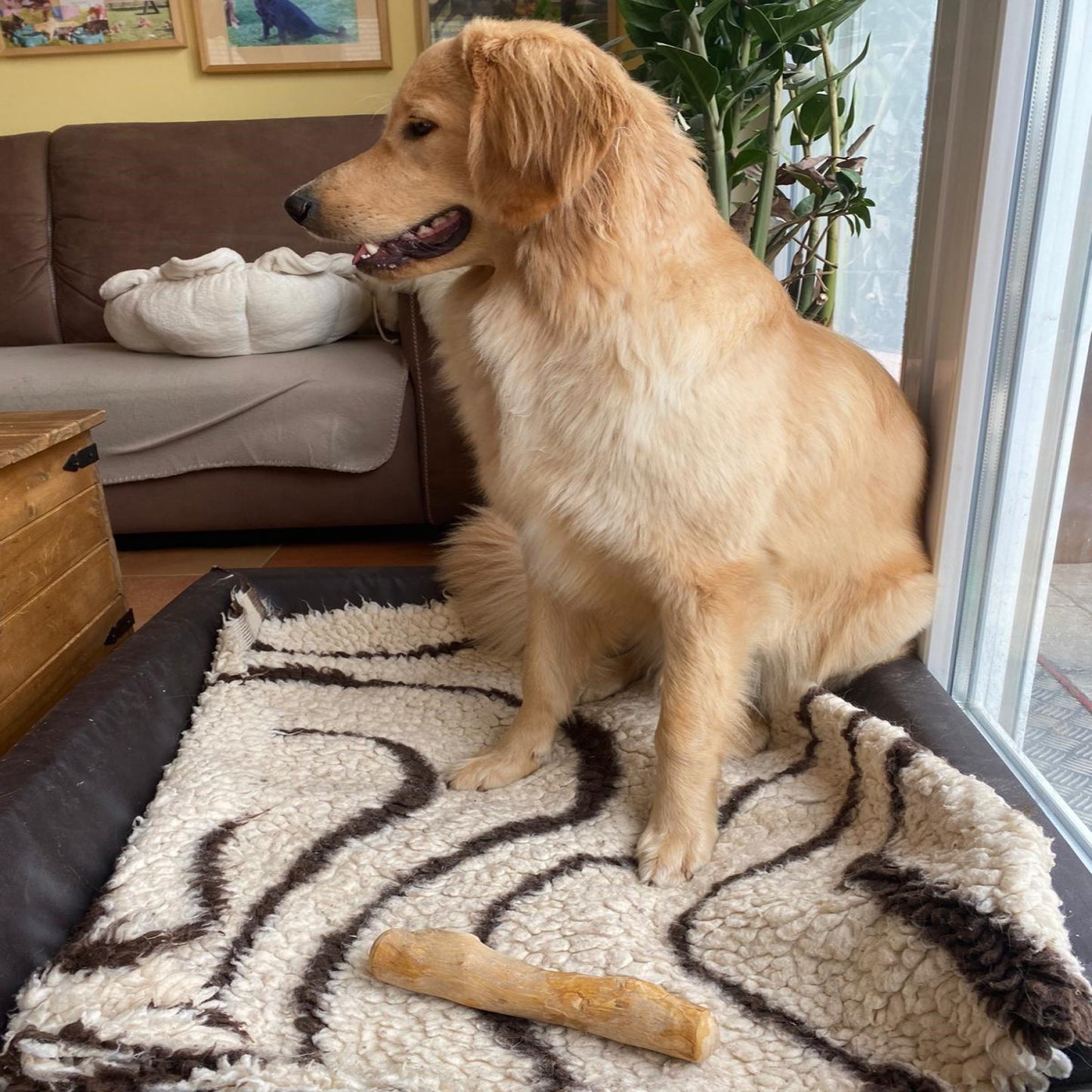 Hunde-Kaustab