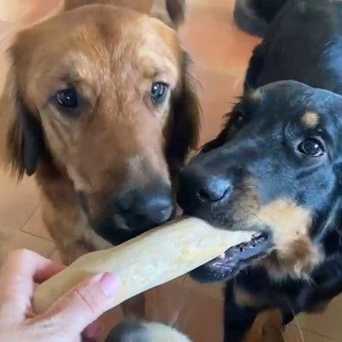 Hunde-Kaustab