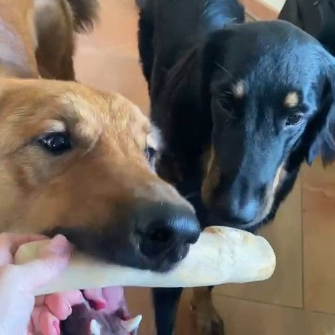 Hunde-Kaustab