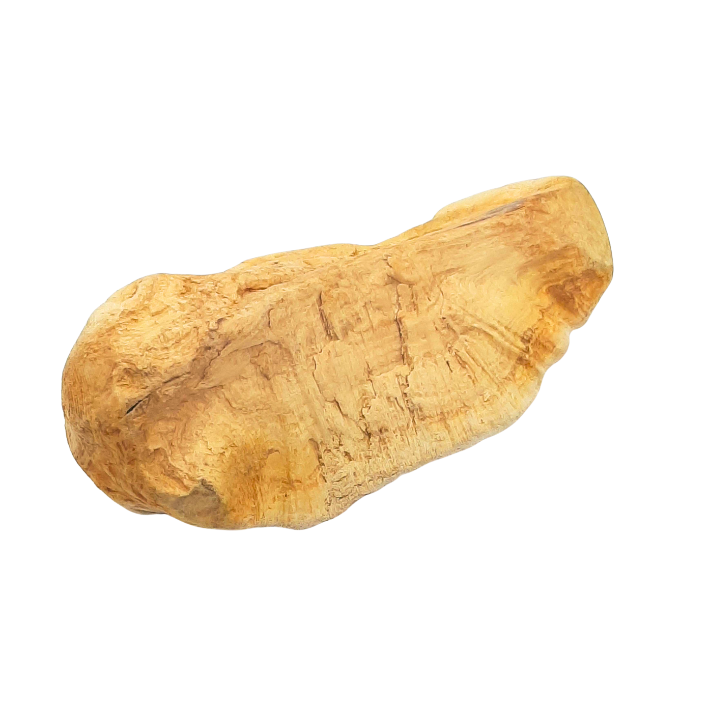 Kauwurzel