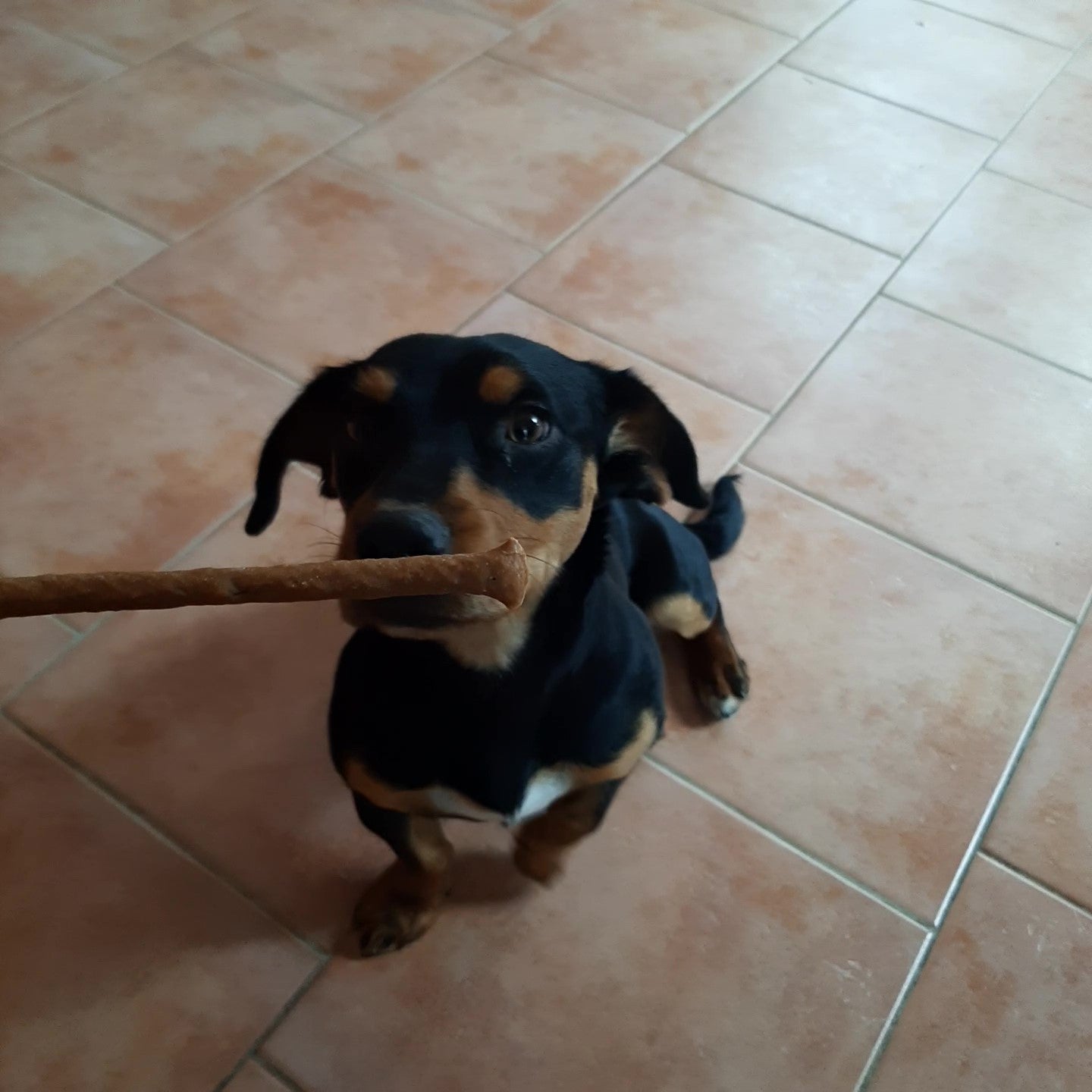 Lachs-Sticks