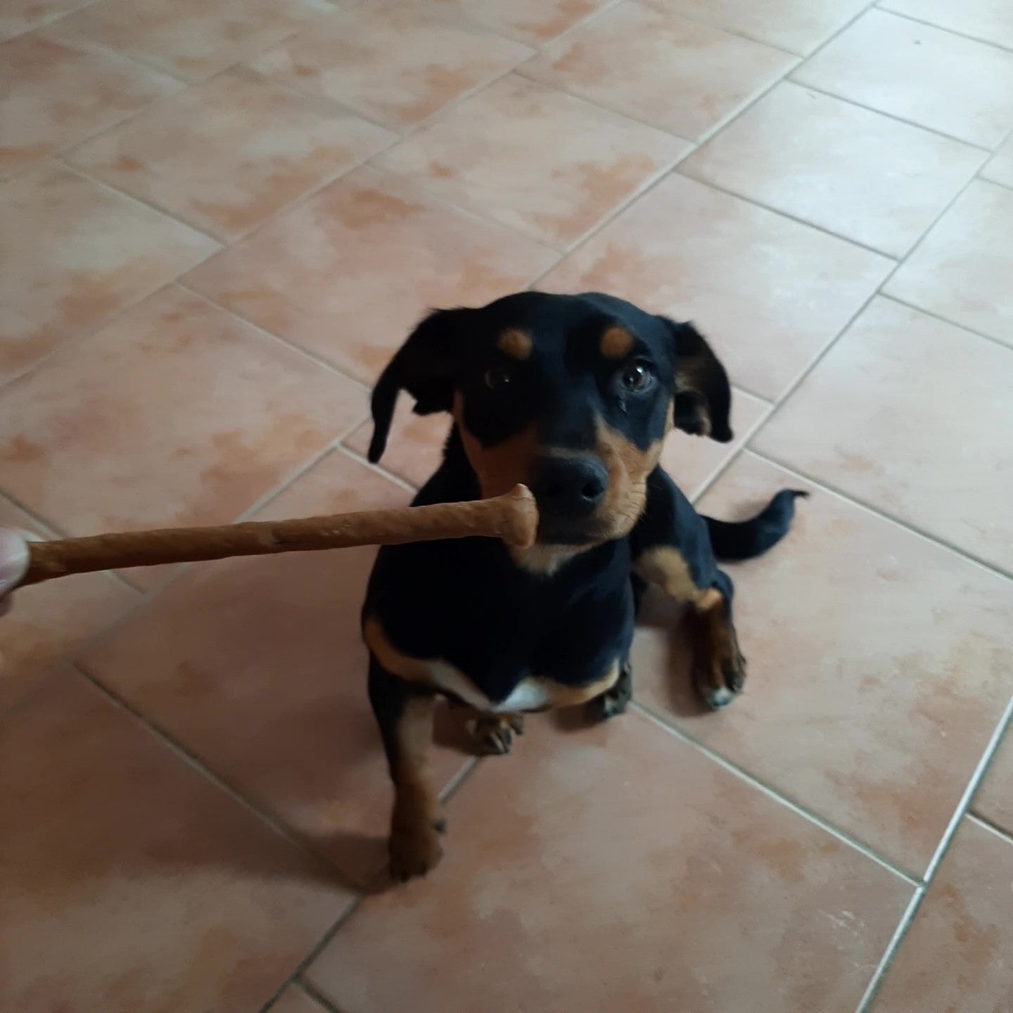 Lachs-Sticks