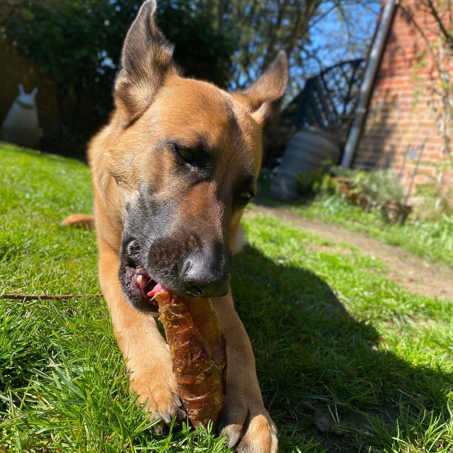 Pferde-Strossen, kurz