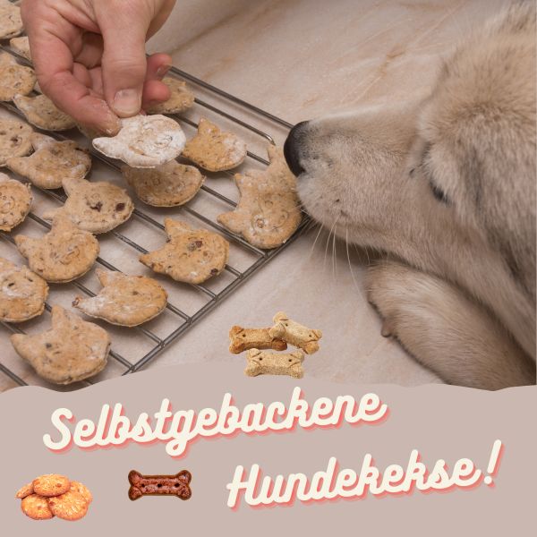Lachs-Mehl