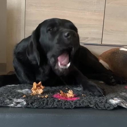 Reh-Knochen-Mix (Wild-Rippchen, Wirbelsäulenknochen ...)