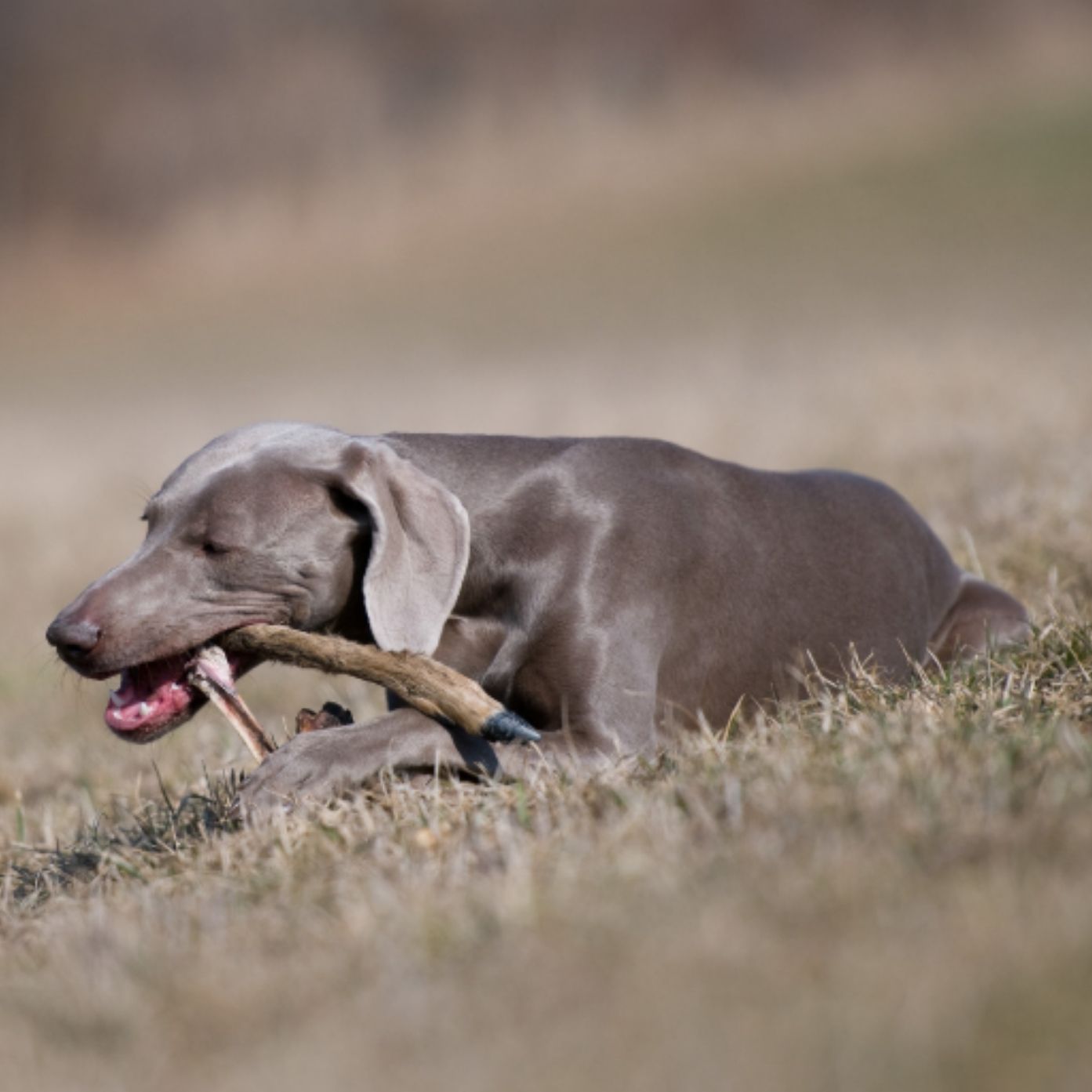 Reh-Unterbein mit Fell