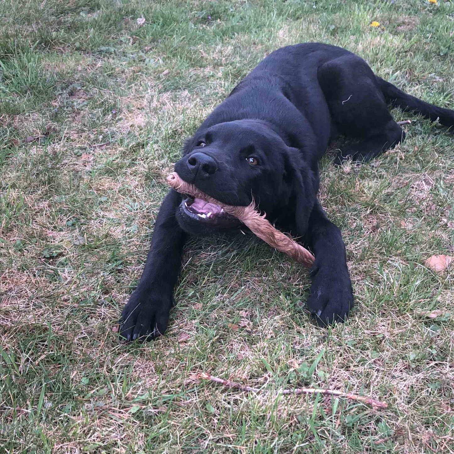 Rinder-Fellstreifen, lang