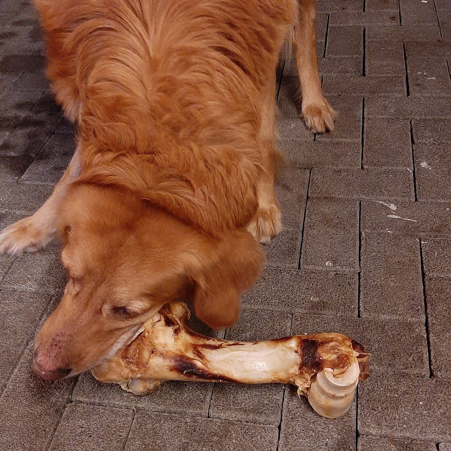 Rinder Jumbo-Knochen