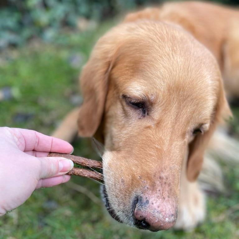Rinder-Sticks