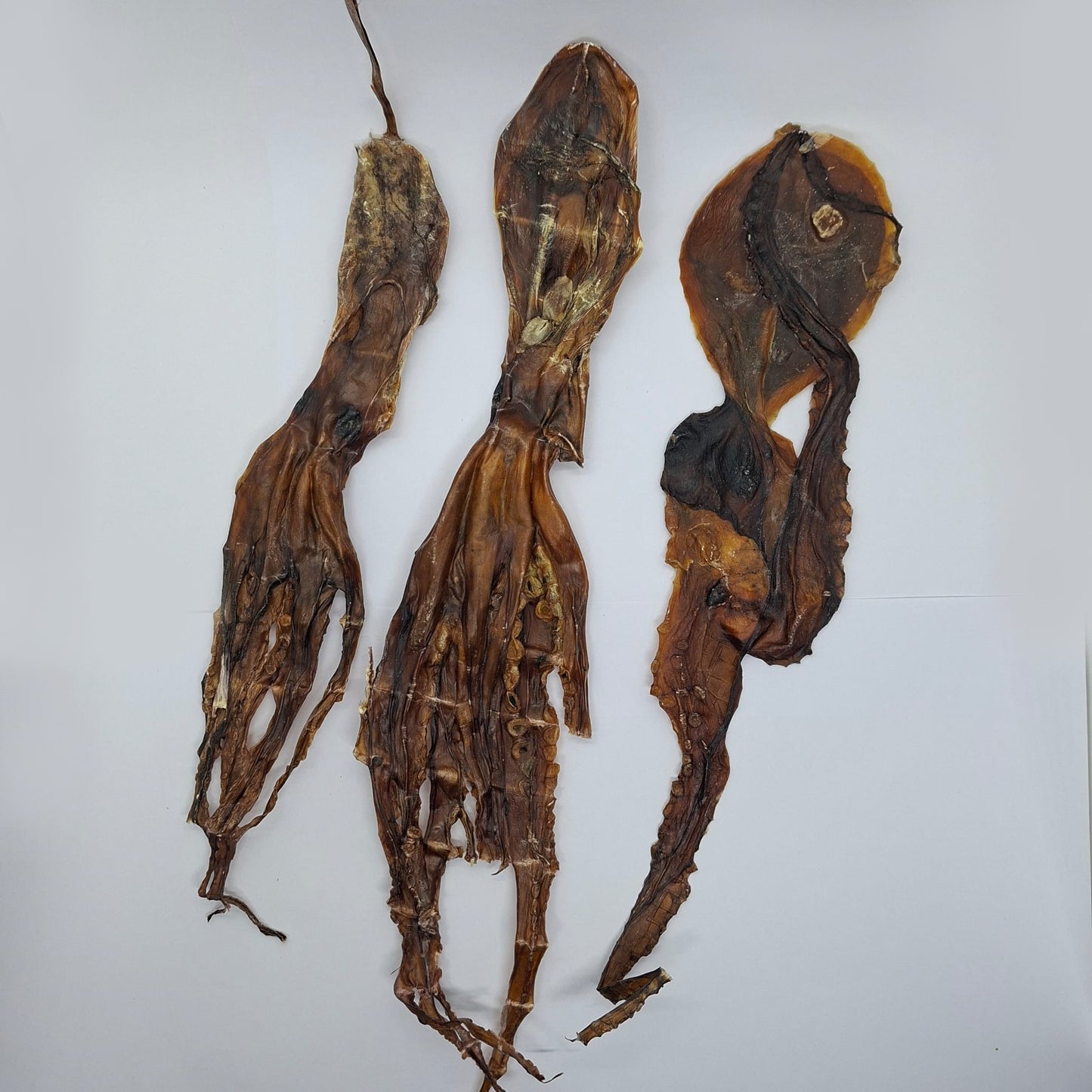 Tintenfisch
