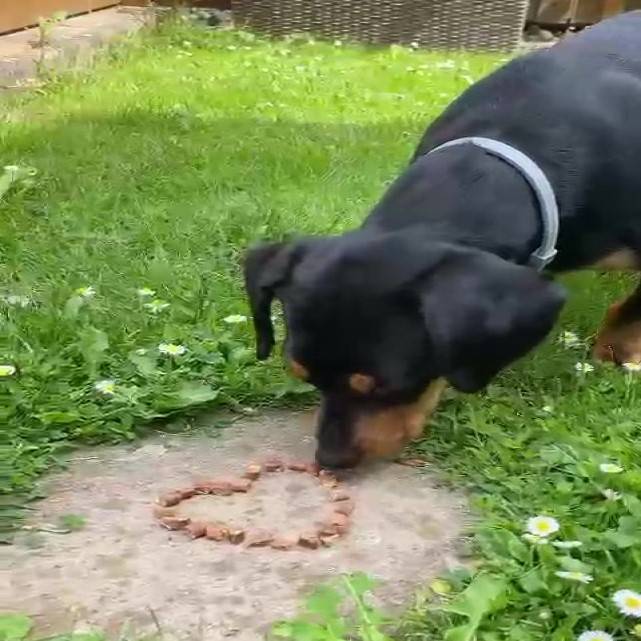 Enten-Sticks-Trainingssnack