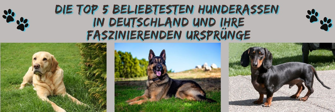 Die Top 5 Beliebtesten Hunderassen in Deutschland und Ihre Faszinierenden Ursprünge