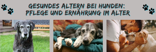 Gesundes Altern bei Hunden: Pflege und Ernährung im Alter