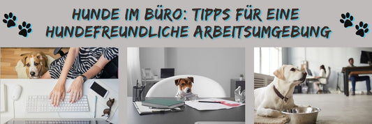 Hunde im Büro: Tipps für eine hundefreundliche Arbeitsumgebung