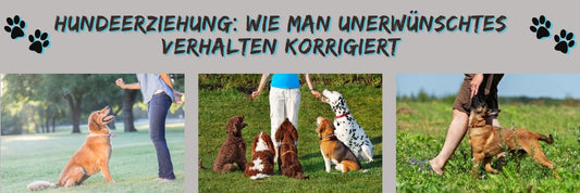 Hundeerziehung: Wie man unerwünschtes Verhalten korrigiert