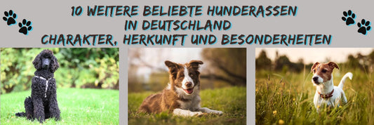 10 weitere beliebte Hunderassen in Deutschland – Charakter, Herkunft und Besonderheiten