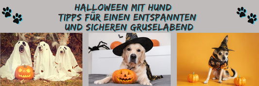 Halloween mit Hund – Tipps für einen entspannten und sicheren Gruselabend