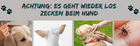 Achtung: Es geht wieder los - Zecken beim Hund