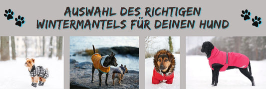 Auswahl des richtigen Wintermantels für deinen Hund