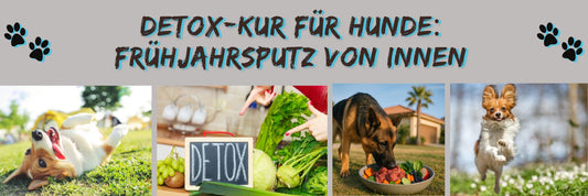Detox-Kur für Hunde: Frühjahrsputz von innen