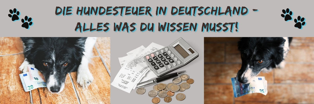 Die Hundesteuer in Deutschland - Alles was du wissen musst!