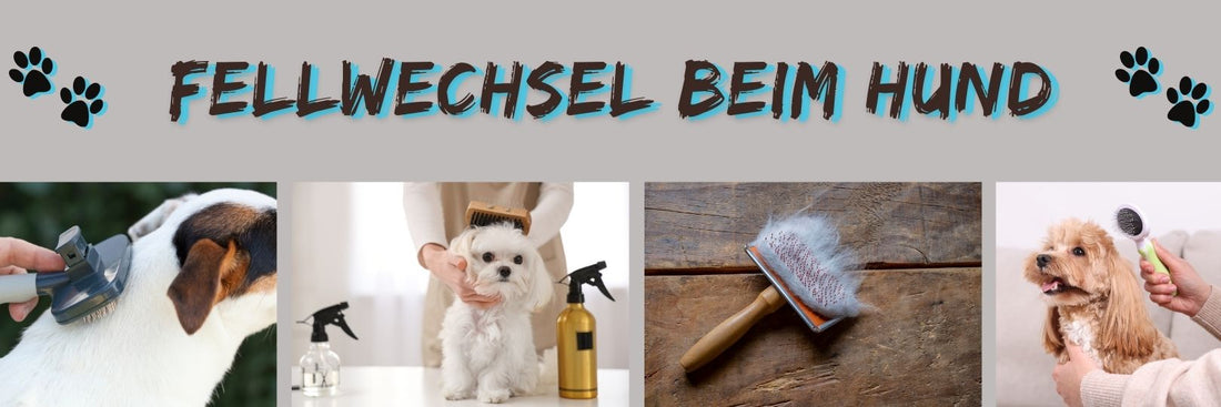 Fellwechsel beim Hund