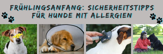 Frühlingsanfang: Sicherheitstipps für Hunde mit Allergien
