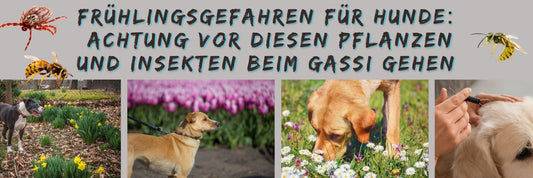 Frühlingsgefahren für Hunde: Achtung vor diesen Pflanzen und Insekten beim Gassi gehen