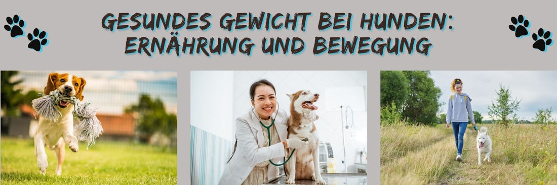 Gesundes Gewicht bei Hunden: Ernährung und Bewegung