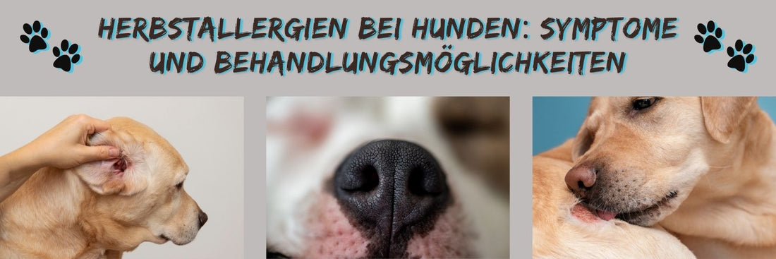 Herbstallergien bei Hunden: Symptome und Behandlungsmöglichkeiten