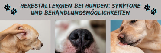 Herbstallergien bei Hunden: Symptome und Behandlungsmöglichkeiten