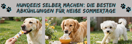 Hunde-Eis selber machen: Die besten Abkühlungen für heiße Sommertage