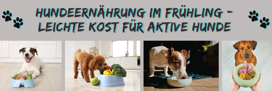 Hundeernährung im Frühling: Leichte Kost für aktive Hunde